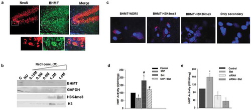 Figure 2. BHMT is expressed in neurons where it interacts with chromatin and regulates HMT activity.