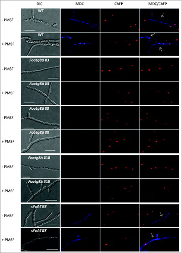 Figure 1. FoAtg8 is required for autophagy in F. oxysporum. Micrographs showing hyphae of the indicated strains subjected to nitrogen starvation in the presence (+) or absence (-) of PMSF, and stained with monodansylcadaverine (MDC). White arrows point to hyphal compartments containing degraded nuclei. Bars = 20 μm.