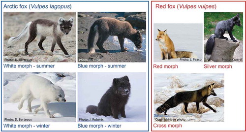 Figure 2. The two most common colour morphs (summer and winter pelage) of the Arctic fox and the three most common colour morphs of the red fox.