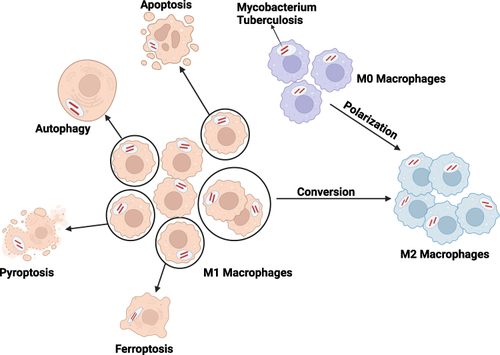 Figure 9 Visualization of the biological process of M1 macrophages undergoing apoptosis, autophagy, pyroptosis, ferroptosis, and gradually transforming into M2 macrophages. Created with BioRender.com.