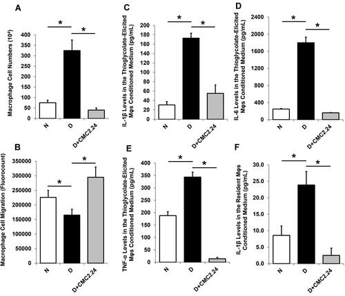 Figure 1 Effects of in vivo CMC2.24 treatment on peritoneal macrophage (Mφ) cell function and pro-inflammatory cytokines in the elicited and non-elicited models of diabetic rat. (A) Cell accumulation was measured by counting of Mφs cell numbers. Each column represents 104 cells. (B) Chemotactic activity was measured by Mφs cell migration (fluorocount). (C–E) IL-1β, IL-6 and TNF-α levels in the thioglycolate-elicited Mφs conditioned media (pg/mL). (F) IL-1β levels in the resident non-elicited Mφs conditioned medium (pg/mL). Each value represents Mean (n=6/group) ± Standard Error (S.E.M.). *p < 0.05, values were compared between groups at the same time period.