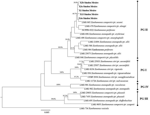 Fig. 2 Maximum likelihood tree (log likelihood = −5129.9449) based on the concatenated sequences of the atpD, dnaK and 1rp genes, showing the phylogenetic relationships between five sesame xanthomonad strains with the X. axonopodis species group. The tree was constructed with Mega 7.0.20 (bootstrap = 1000), using the Tamura 3 parameter (T92) substitution model with four gamma distributions. The isolates characterized in this study are shown in bold type. The corresponding sequence of X. vasicola was used as an outgroup. Bootstrap values are shown as percentages. The scale bar indicates the expected number of nucleotide substitutions.