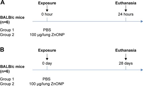 Figure 1 Overview of the two experimental designs for analysis of the effects of ZnONP exposure in mice.Notes: (A) A dose of 100 µg/lung ZnONPs was administered via IT instillation (n=6); PBS was used as vehicle control (n=6). The animals were euthanized 24 hours after exposure. (B) A dose of 100 µg/lung ZnONPs was administered via IT instillation (n=6); PBS was used as vehicle control (n=6). The animals were euthanized 28 days after exposure.Abbreviations: ZnONPs, zinc oxide nanoparticles; IT, intratracheal; PBS, phosphate-buffered saline.