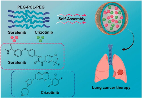 Figure 2. Construction of SORA–CRIZ@NPs. Triblock poly(ethylene glycol)–poly(ε-caprolactone)–poly(ethylene glycol) (PEG–PCL–PEG, PECE) polymeric nanoparticles (NPs) for the co-delivery of sorafenib (SORA) and crizotinib (CRIZ) and investigated their effect on lung cancer by in vitro and in vivo.