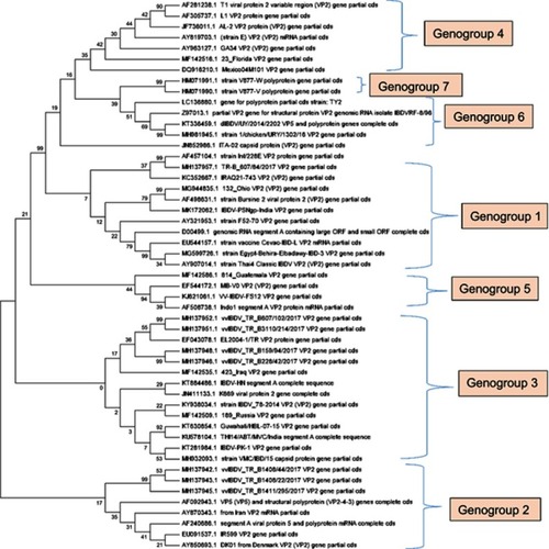 Figure 1 Phylogenetic analysis of the nucleotide sequences of hVP2 infectious bursal disease virus (IBDV). The evolutionary history was inferred using the Neighbour-Joining method. The bootstrap consensus tree inferred from 1,000 replicates is taken to represent the evolutionary history of the taxa analyzed. Branches corresponding to partitions reproduced in <50% bootstrap replicates are collapsed. The percentage of replicate trees in which the associated taxa clustered together in the bootstrap test (1,000 replicates) is shown next to the branches. The evolutionary distances were computed using the Maximum Composite Likelihood method and are in the units of the number of base substitutions per site. The analysis involved 51 nucleotide sequences. Codon positions included were 1st + 2nd + 3rd + noncoding. All positions containing gaps and missing data were eliminated. There were a total of 336 positions in the final dataset. Evolutionary analyses were conducted in MEGA7.Citation90