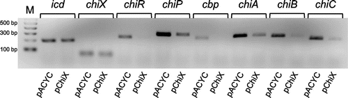 Fig. 4. RT-PCR Analysis of chiP, chiR, chiX, and Chitinase and CBP21 genes.
