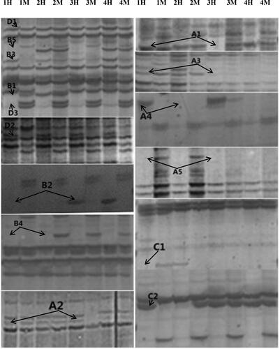 Figure 1. Soybean leaf DNA methylation banding patterns. H1–H4: EcoR I+Hpa II combination; M1–M4: EcoR I+Msp I combination; 1: Control group leaf; 2: S1 group leaf; 3: S3 group leaf; 4: S4 group leaf; D: Monomorphism, D1: no methylation occurred, D2: Hemimethylation, D3: total methylation; A: Methylation, A1, A2 and A3: Remethylation, A4 and A5:Hypermethylation; B: Demethylation, B1, B2, B3, B4 and B5: Demethylation ; C: Uncertain type, C1 and C2: Uncertain type.