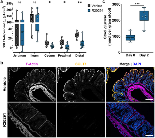 Figure 4. Colonic SGLT1 function is impaired, and expression diminished during CDI.