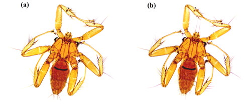 Figure 1. Due to the small size of the specimen, a stereomicroscope (Moticam 2506, China) was used to photograph P. szechuanum (♀, (a) is the back side, (b) is the ventral side).