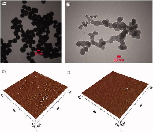 Figure 3. Microscopic image of nanoparticles. TEM images of nano-gold and nano-palladium (A and B), AFM images of gold and palladium nanometals (C and D). The electron microscopy data represent homogenous spherical nanoparticles around 100 nm diameters.