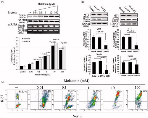 Figure 2. Melatonin increases nestin expression and cell viability in PSCs. (A) Nestin expression was tested using Western blotting and RT-PCR after PSCs were exposed to various melatonin concentrations. Results demonstrated that nestin levels increased in a concentration-dependent manner and that PSCs incubated with 10 μM melatonin had significantly increased expression levels compared with other groups. (B) The role of melatonin receptors in nestin expression. Melatonin receptors, including MT1 and MT2, belong to the family of G-protein–coupled receptors. For scanning biological functions of MT1 and MT2, siRNAs were used to knock MT1 or MT2 down when PSCs were exposed to 10 μM melatonin, and protein levels were analyzed using Western blotting. Results indicated that MT2 is an important melatonin receptor for the induction of nestin expression in PSCs. Protein abundance was analyzed using Image J tools and normalized using endogenous control. (C) PSC proliferation was assessed using Ki67-marked methods after treatment with various melatonin concentrations for 72 h.