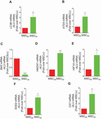 Figure 7. In vivo mRNA expression of the genes related with autophagy, apoptosis, and oxidative stress in transplanted MSC2D and MSC3D. 2 × 106 MSC2D and equivalent MSC3D were injected subcutaneously in BALB/c nude mice. The subcutaneous tissue near the transplantation site was retrieved 3 days post- transplantation and mRNA expression levels of the target genes were determined as described in the method section. In order to check the mRNA levels specific to transplanted cells, primers used for PCR amplification were human gene sequence. ALU, which is specifically expressed in the human was used as the loading control. Messenger RNA levels of LC3B (A), ATG5 (B), BAX (C), HMOX1 (D), HIF1A (E), SOD2 (F), and CAT (G) were measured by qRT-PCR. The data are presented as mean ± SEM (n = 5 and 3 independent experiments). *, **, and *** indicate p < 0.05, p < 0.01, and p < 0.001, respectively compared with MSC2D.