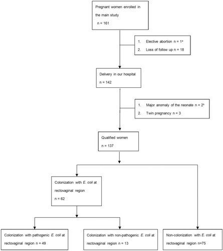 Figure 1 Patient flow diagram for E. coli screening among pregnant women.Notes: aElective abortion because of severe ventriculomegaly of the fetus. bMajor anomaly of two neonates due to (1) right lung aplasia and (2) hypoplastic left heart syndrome.