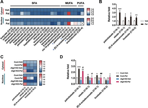 Figure 4. Lipophagy regulates contents of fatty acids in the cytosol and nucleus. (A) Heatmap of cytosolic/nuclear free fatty acids analysed by targeted GC-MS/MS metabolomics of normal hypothalamic cells treated with palmitate. (B) Palmitate elevates MUFAs (palmitoleate, oleate, (E)-9-octadecanoate) and PUFA (linoleate) in the nucleus. (C) Heatmap of cytosolic and nuclear MUFAs and PUFA analysed by targeted GC-MS/MS metabolomics of Atg5 KO N41 cells treated with palmitate. (D) Increases in MUFAs induced by palmitate are blunted in Atg5 KO cells. Data are mean ± SEM. Cont, control (no Atg5 KO); Pal, palmitate; Veh, vehicle. *p < 0.05, **p < 0.01, ***p < 0.001 for Cont-Veh vs. Cont-Pal; $p < 0.05 for Cont-Veh vs. ATG5 KO-Veh; †p < 0.05; ††p < 0.01 for Atg5 KO-Veh vs. Atg5 KO-Pal; #p < 0.05, ##p < 0.01 for Cont-Pal vs. Atg5 KO-Pal.