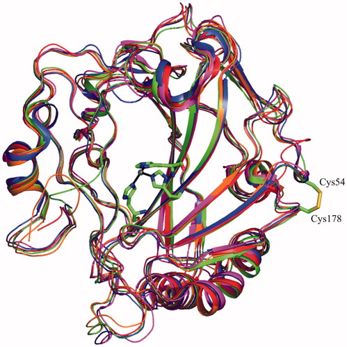 Figure 5. Structural superposition of all cytosolic ?-CAs. The zinc ion coordination and intramolecular disulfide bridge of hCA VII are also depicted.