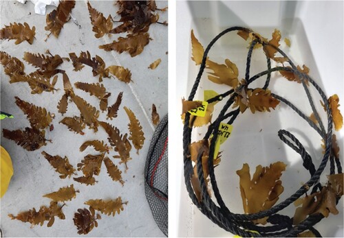 Figure 2. Ecklonia radiata juveniles collected by scuba diving ready for attachment to grow lines (left), and selected individuals spliced onto a grow line (right).