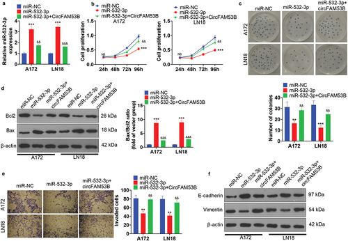 Figure 6. Impacts of circFAM53B/miR-532-3p on glioma cell proliferation, apoptosis and metastasis.