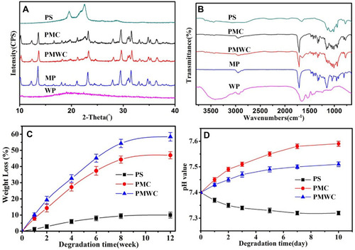 Figure 2 XRD (A) and FTIR (B) of PS, PMC, PMWC, MP and WP, and weight loss (C) and pH change (D) after PS, PMC and PMWC immersed into PBS for different time.Abbreviations: XRD, X-ray diffraction; FTIR, Fourier transform infrared spectrometry; MP, magnesium phosphate; PS, polybutylene succinate; PMC, polybutylene succinate-magnesium phosphate composite scaffolds; PMWC, polybutylene succinate-magnesium phosphate-wheat protein composite scaffolds; WP, wheat protein; PBS, phosphate buffered saline.