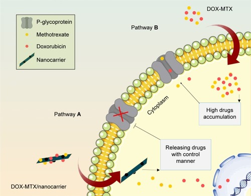 Figure 17 Drug-loaded nanocarrier internalization into the cells and releasing the drugs with control manner (Pathway A). Easily pumping out of free drugs by drug efflux transporters with low cytotoxic effects (Pathway B).