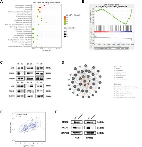 Figure 5 Pathway enrichment analysis of differentially expressed genes. (A) The top 20 KEGG enrichment terms were listed in the bubble map. (B) Gene Set Enrichment Analysis (GSEA) indicated that ARL4C was involved in p53 signaling. (C) The expression status of ARL4C and p53 in 6 pairs of GC tissues and adjacent normal tissues. (D) The Spearman correlation analysis of protein expression status between ARL4C and p53 in GC tissues. (E) The Spearman correlation analysis of ARL4C and MDM2 in TCGA STAD dataset by GEPIA. (F) ARL4C silencing decreased the protein expression of MDM2 in GC cells.