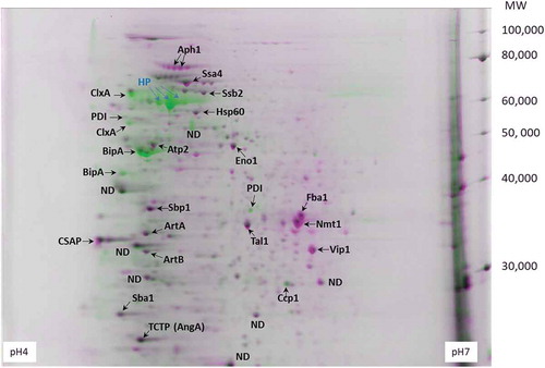 Figure 1. Visual comparison of 2D-gel electrophoresis with two strains. The spots shown in green are from C1100 producing a heterologous enzyme, and the spots shown in pink are from C1844 not producing enzyme. The samples collected at 48 h were used. The 1st dimensional electrophoresis was conducted at the gradient pH 4–7. The spots shown as HP are the ones from heterologous glucoamylase. ND is a protein not determined. The rest of proteins are described in the text. GpdA, Mdh1, HexA, Tpm1 were abundant, but did not appear in the gel of this pH range. These protein spots can be detected on the gels of pH 3–10 (Figure S1).