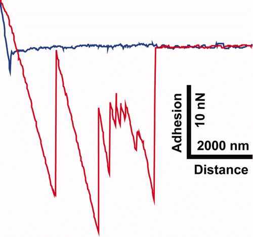 Figure S7. A single representative f-d curve showing multiple ‘jumps’ on the retract curve (red) obtained on the moth wing (Prasinocyma albicosta). The approach curve (blue) shows a distinct snap-on feature (and a general downward trend) where the scales are presumably statically attracted to the surface of the Si bead.