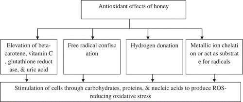 Figure 1. Mechanisms of antioxidant effects of honey (Al-mamary et al., Citation2002).