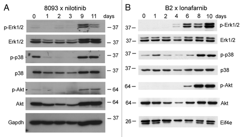 Figure 5. Emergence of EMDR in lymphoblastic leukemia cells during treatment with nilotinib or lonafarnib is accompanied by activation of major signal transduction pathways. Western blot analysis of samples from 8093 cells treated with 20 nM nilotinib (A) or B2 treated with 0.25 μM lonafarnib (B) isolated during a time course of developing EMDR. Samples independent from those of the microarray; single experiment. The location of molecular weight markers (kDa) is indicated in the different panels. Numbers above the lanes show the day of sampling.