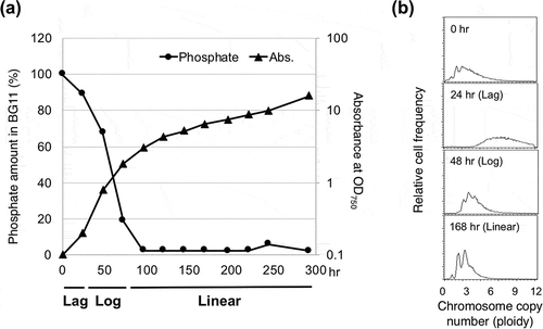 Figure 2. Growth phase and polyploidy in S. elongatus 7942.