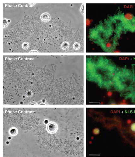 Figure 2 The NTD is necessary and sufficient for hnRNP G association with nascent RNAPII transcripts. Phase contrast and corresponding fluorescent micrographs of LBCs from oocytes expressing HA-tagged hnRNP G and different mutated forms (see Table 1). capped, in vitro made transcripts of interest were injected into the cytoplasm of stage IV–V oocytes, and newly expressed proteins were detected 18 hours later on nuclear spreads using the anti-HA antibody mAb 3F10 (green). Full length, wild type HA-hnRNP G is found to associate specifically with the matrix of LBC loops. HA-ΔN82ΔC289 is presented as typical example of a mutant protein that associates with LBC loops as well as the wild type HA-hnRNP G; in contrast, NLS-HA-ΔN82ΔC186 fails to target LBC loops, as it is the case for all mutants lacking the NTD. Interestingly, these mutants accumulate in nucleoli, which appear yellow in the merge panel (also presented in Suppl. Fig. 2); finally, HA-NTD is recruited to LBCS loops in a pattern identical to the one observed for the full length HA-hnRNP G. DNA was counterstained with DAPI, pseudo-colored in red. Scale bars are 10 µm.