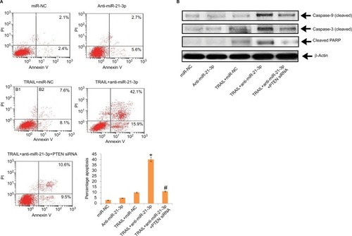 Figure 6 Suppression of miR-21-3p in Huh-7-LCSCs elevated the TRAIL-mediated apoptosis via the PTEN cascade.Notes: (A) The transfection of PTEN siRNA halted the TRAIL-mediated apoptosis elevated by anti-miR-21-3p in Huh-7-LCSCs. *P<0.05 compared to TRAIL + miR-NC-treated cells; #P<0.05 compared to TRAIL + anti-miR-21-3p-treated cells. (B) Results of Western blot for expression of cleaved caspase-3/-9 and PARP after the Huh-7-LCSCs were exposed to anti-miR-21-3p, PTEN siRNA and TRAIL.Abbreviations: LCSCs, liver cancer stem cells; PI, propidium iodide; PTEN, phosphatase and tensin homologue; TRIAL, TNF-related apoptosis-inducing ligand.