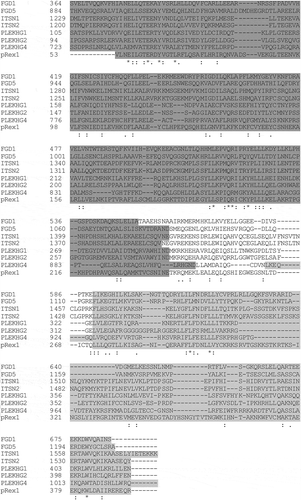 Figure 6. Alignment of GEF DHPH domains