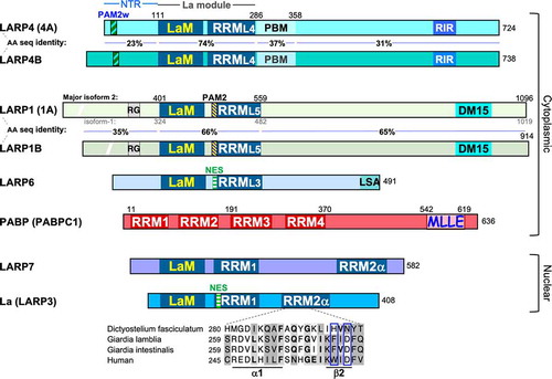 Figure 1. Linear schematic features of the human proteins relevant to this review. LARPs 4 and 4B are distinct gene products, as are LARPs 1 and 1B. For each of these pairs, the % amino acid (AA) sequence identity of different subregions is indicated. For LARP1 the numbering is shown for isoform 2, a dominantly expressed form [Citation3] (the isoform 1 numbering is also indicated; isoforms −1 and −2 differ in their N-terminal regions only and are identical beginning with aa 68 of the former). The PAM2 sequence FSQLLNCPEFVP [Citation22] begins towards the end of the interdomain linker between the La motif (LaM) and predicted RRM of LARP1 and continues through the predicted β1 strand of the RRM [Citation1]. This PAM2 is extended on its N-terminus by a key residue, F419 relative to that previously noted [Citation14]. Curiously, this PAM2 resides in a very similar relative position as a nuclear export sequence (NES) in the β1 strand of the LARP6 RRM [Citation23–25]. A functionally mapped NES in the α1 helix of the La protein La-module RRM is also shown [Citation45]. It should be noted that LARP6b and c homologs in plants have functional PAM2 sequences positioned similarly to LARPs 4 and 4B, whereas human LARP6 lacks a PAM2 [Citation26]. An excerpt of a multiple sequence alignment is shown under the human La schematic RRM2α (the C-terminal RRM has also been referred to as RRM2 and xRRM, see text). These aligned sequences were obtained as the only full length La protein homologs in the single-cell organisms indicated; demarcation of the secondary structure elements corresponding to α1 and β2 under the sequence were from Jacks et al [Citation68].; the vertical rectangles indicate conservation of RNP3 residues (F/Y/W/H)-x-(D/Q/E/N) [Citation71,Citation73]. Abbreviations are as follows. NTR: N-terminal region, LaM: La motif, RRM: RNA recognition motif, PBM: PABP binding motif, RIR: RACK1 interacting region, PAM2: PABP interacting motif-2, RG: conserved region consisting of eight arginine-glycine repeats [Citation2], DM15: 5ʹTOP motif binding region, NES: nuclear export sequence, MLLE: mademoiselle domain