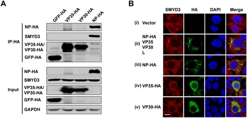 Figure 3. SMYD3 specifically interacted with EBOV NP. (A) Endogenous SMYD3 was co-purified with NP. Plasmids encoding GFP-HA, VP35-HA, VP30-HA and NP-HA were separately transfected into HEK293T cells. Cells were collected 48 h p.t., followed by anti-HA co-IP assay and western blotting. Representative results of 3 independent experiments are shown. (B) SMYD3 was recruited to EBOV inclusion bodies by NP. HEK293T cells were transfected with empty vector (panel i) or plasmids encoding NP-HA, VP35, VP30 and L (panel ii), NP-HA (panel iii), VP35-HA (panel iv) or VP30-HA (panel v). At 48 h p.t., cells were fixed with 4% poly-formaldehyde, followed by Immunofluorescence assay (IFA). Scale bar, 10 μm.