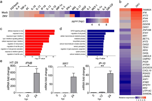 Fig. 4 ZIKV infects and triggers innate immune responses in human colon cellsa Expression levels of cytokines and chemokines in sera from ZIKV anally-infected Ifnar1−/− mice (106 PFU/mouse), analyzed by Luminex assay at 7 dpi. The average expression levels of cytokines from 3 mice are shown. b Relative expression levels of the 30 innate immune response genes in human colon cells (HT-29) most upregulated by ZIKV infection. The cells were infected with ZIKV (GZ01 strain, MOI 0.5) for 24 h, and total RNA was extracted and analyzed by RNA-seq. c, d Pathways for the up- (c) or down- (d) regulated genes enriched by gene ontology pathway analysis. "-" means "negative". e The mRNA expression levels of IFNB, MX1, and IP-10 in ZIKV-infected (GZ01 strain, MOI 1) HT-29 cells were measured by qRT-PCR at the indicated time points. All data are shown as the mean ± SEM. *p < 0.05, **p < 0.01, unpaired Student’s t-test