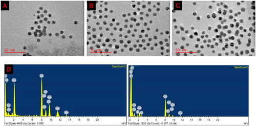 Figure 1. HRTEM images of (A) PEG-AuNPs (B) ZnPcS4-PEG-AuNPs and (C) ZnPcS4-PEG-AuNPs-Anti GCC Ab nanoconjugates. Scale bar = 50 nm. (D) EDX analysis of BNC.