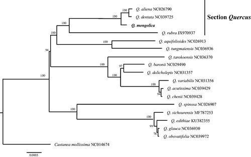 Figure 1. Neighbour-joining tree shown the relationship among Q. mongolica and other 16 species within genus Quercus, using complete chloroplast genome sequences. Bootstrap supports based on 1000 replicates are given at the node.