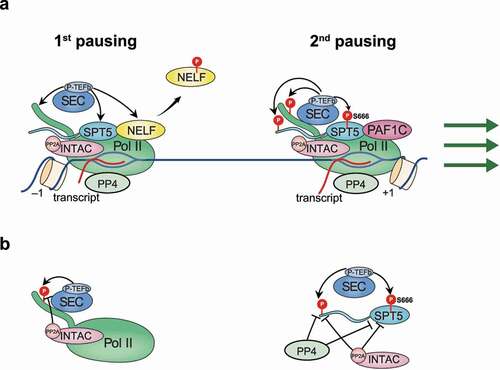 Figure 3. Schematic of SPT5 function in regulating pause release.