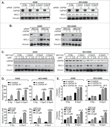 Figure 3. USP9X inhibition increases MCL1 proteasomal degradation and apoptosis in NSCLC cells. (A) Western blot of A549 (left) and NCI-H460 (right) cells showing combined effect of USP9X siRNA knockdown and fractionated IR over 3 consecutive days, on MCL1 levels. (B) Western blot of A549 (left) and NCI-H460 (right) cells showing effect of the proteasome inhibitor MG132 on abundance of MCL1 with or without USP9X siRNA knockdown. (C) Western blot of A549 (left) and NCI-H460 (right) cells showing combined effect of treatment with WP1130, a small molecule USP9X inhibitor, and fractionated IR over 3 consecutive days, on MCL1 levels. (D) Apoptosis in A549 (left) and NCI-H460 (right) cells measured as a percentage of cells staining positive on flow cytometry for annexin V-FITC following fractionated IR over 3 consecutive days with or without USP9X siRNA knockdown (top) or WP1130 treatment (bottom). Percentage points above each pair of bars show the effect due to synergy, by subtracting the effect of siRNA or drug alone as well as the effect of radiation alone. Error bars represent standard deviation. (E) Caspase 3/7 activity in A549 (left) and NCI-H460 (right) cells measured by Caspase-Glo 3/7 luminescent assay (Promega) following single fraction IR with or without USP9X siRNA knockdown (top) or WP1130 treatment (bottom). Values above each pair of bars show the effect due to synergy, by subtracting the effect of siRNA or drug alone as well as the effect of radiation alone. Error bars represent standard deviation.
