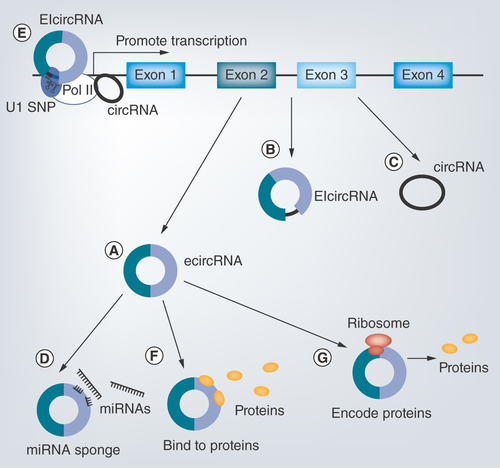 Figure 1.  Regulatory functions of different types of circular RNAs.(A–C) Three types of circular RNAs (circRNAs). (A) EcircRNAs are generated from exons. (B) EIcircRNAs contain both exons and introns. (C) CircRNAs are formed by introns. (D–G) Functions of circRNAs. (D) CircRNAs can act as miRNA sponges. (E) CircRNAs are able to promote transcription. (F) CircRNAs can bind to proteins. (G) CircRNAs encode proteins.CircRNA: Circular intronic RNA; EcircRNA: Exonic RNA; EIcircRNA: exon–intron RNA.