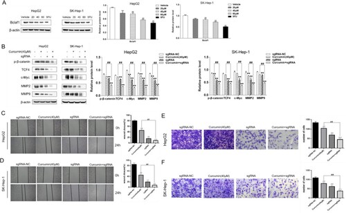 Figure 3. Curcumin regulates Bclaf1 to affect the invasion and metastasis of HCC cells. (A) HepG2 and SK-Hep-1 cells were treated with curcumin (20, 40, and 60 µM) and 5-FU (10 µM) for 24 h and then Bclaf1 protein expression was detected by western blotting. (B) Western blotting was used to assess the effects of curcumin (40 µM) on p-β-catenin, TCF4, c-Myc, MMP2, and MMP9 protein expression in HepG2 cells after Bclaf1 knockout. (C, D) Semi-quantitative analysis of the effect of curcumin (40 µM) on HepG2 and SK-Hep-1 cell migration after Bclaf1 knockout (×100) and the healing rate of scratch wounds. (E, F) Transwell assays were used to determine the effect of curcumin (40 µM) on HepG2 cell invasion after Bclaf1 knockout in vitro (×200). The number of invaded cells was analyzed. Each group compared with the blank control group, **P < 0.01, curcumin group compared with the sgRNA+ curcumin group, ##P < 0.01.