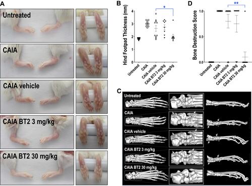 Figure 2 BT2 inhibits suppresses footpad swelling and bone erosion in arthritic mice. Animals were injected i.p. with antibody cocktail on Day 0 followed by LPS plus BT2 (3 or 30 mg/kg in vehicle) i.p. on Day 3. (A) Photographs of Day 14 hind feet gross specimens. (B) Hind footpad thickness was measured using digital calipers on Day 9. Data expressed as the hind footpad thickness (mm) of each limb (left and right). n=8–10 per group. Data expressed as mean ± SEM. Statistical significance was assessed by Kruskal–Wallis multiple comparisons test. (C) 3D Micro-CT images of Day 14 hind limbs. Arrows denote bone erosion and/or remodeling. (D) Micro-CT analysis of Day 14 hind limbs was quantified where a score of 0=no bone destruction and 1=destruction was given to each individual limb. Data is expressed as mean bone destruction score per hind limb (left and right) ± SEM. n=8–10 per group. Statistical significance was assessed using Firth’s penalized likelihood method test. *P<0.05, **P<0.01.