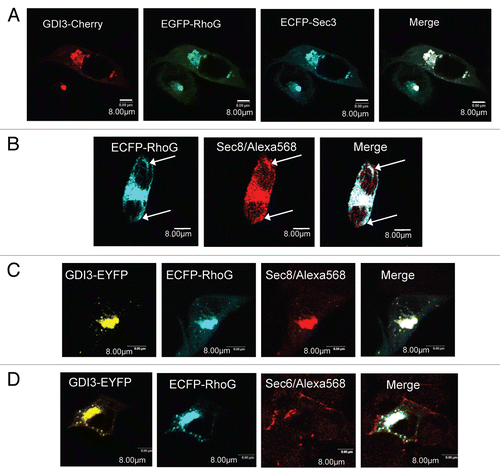 Figure 7 Downregulation of RhoG and Sec3 functions by GDI3. (A) GDI3 relocates both RhoG and Sec3 to the Golgi apparatus and suppresses membrane protrusions and ruffles. Triple transfection of GDI3-mCherry, EGFP-RhoG and ECFP-Sec3 proteins in MDCK cells are done with 15 µg of each plasmid. Co-localization is seen in white in merged image. Scale bars in µm as indicated. (B) ECFP-RhoG displaces the endogenous Sec8 Exocyst subunit from the cytoplasm to the cell periphery (see arrows) and to the Golgi. (C) GDI3-EYFP co-expressed with ECFP-RhoG targets these proteins and the endogenous Sec8 protein to Golgi and vesicular structures. (D) Co-expression of GDI3-EYFP with ECFP-RhoG has no effect on the plasma membrane localization of Sec6 in MDCK cells. Mouse anti-Sec8 monoclonal antibody and mouse anti-Sec6 monoclonal antibody in (C–E) were used at a dilution of 1/200 and the secondary anti-mouse antibody Alexa568 at 1/800. Scale bars in µm as indicated.