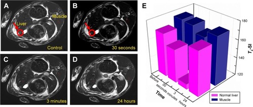 Figure 10 (A–D) T2-weighted MR images of normal liver, muscle, and tissues before and after the injection of Fe-HNT-Eu NC for 30 seconds, 3 minutes, and 24 hours in rabbit. The red marker highlights the change in SI of the tumor before and after the MRI. (E) Mean intensity of T2-weighted MR signals of normal liver and muscle at different times.Abbreviations: HNT, halloysite nanotube; MR, magnetic resonance; MRI, MR imaging; NC, nanocomposite; SI, signal intensity.