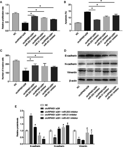 Figure 4 MiR-200, miR-31, and miR-451 inhibitors attenuate circRPMS1 knockdown-mediated inhibitory effects in C666-1 cells.Notes: (A) Decreased cell proliferation in circRPMS1 knockdown cells was rescued by inhibitors of miR-203, miR-31, and miR-451 in C666-1 cells. (B) circRPMS1 knockdown-induced apoptosis was reduced by inhibitors of miR-203, miR-31, and miR-451 in C666-1 cells. (C) circRPMS1 knockdown-inhibited invasive ability was increased by inhibitors of miR-203, miR-31, and miR-451 in C666-1 cells. (D) circRPMS1 knockdown inhibited the expression of vimentin, N-cadherin, and induced E-cadherin expression; but these effects were abolished by inhibitors of miR-203, miR-31, and miR-451. (E) Quantification of the Western blot bands figure part D. *p<0.05 vs NC group. #p<0.05 vs circRPMS1 si2# group.Abbreviation: NC, normal control.