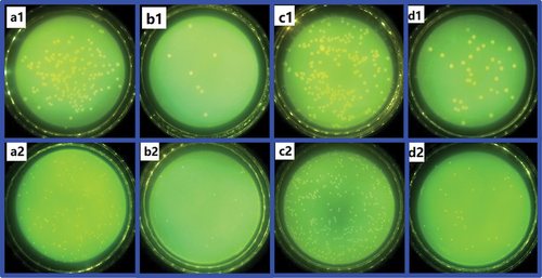 Figure 9. Photographs of survival E. coli (1) and S. aureus (2) colonies on the agar Petri dish after contacting with undyed silk fabrics (a), GBL-e-S (b), undyed wool fabrics (c) or GBL-e-W (d).