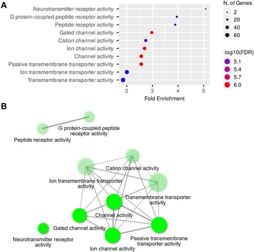 Figure 6. GOMF analysis of DEGs in the hippocampi. (A) Dot plot of enriched genes and GOMF terms (top 10) in the 6-OHDA-lesioned hippocampi (fold-change > 1.5 and adjusted P < 0.05). (B) Interaction plot showing the relationships between the enriched terms.