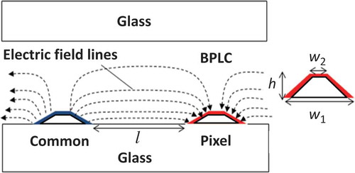 Figure 6. BPLCD structure with trapezoid-shaped protrusion electrodes and electric field lines.