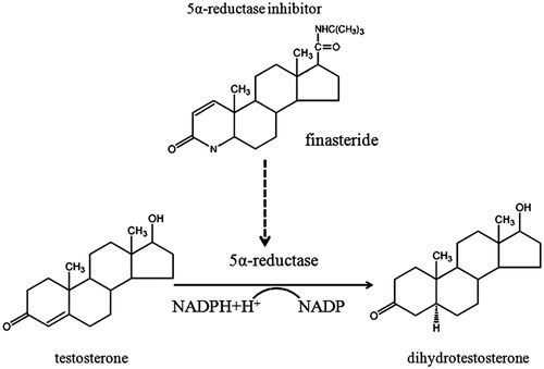 Figure 1. Structure of finasteride and mechanism of 5α-reductase enzyme inhibitor.