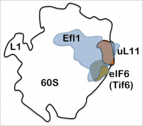 Figure 1. Tif6 or eIF6 prevents the association of the small and large subunits. Its location is near ribosomal protein uL11. Efl1, which depends on the presence of uL11 for its function, is required to release Tif6 from he large subunit. Without uL11 the removal of Tif6 fails.